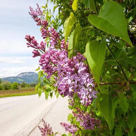 Peaceful In The Brixental