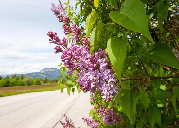 Peaceful In The Brixental